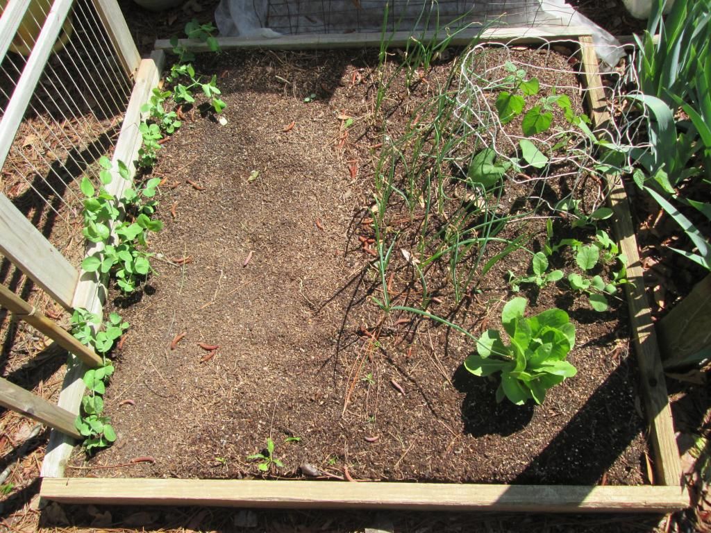 My First Square Foot Garden Planting Photo by WayneSch | Photobucket
